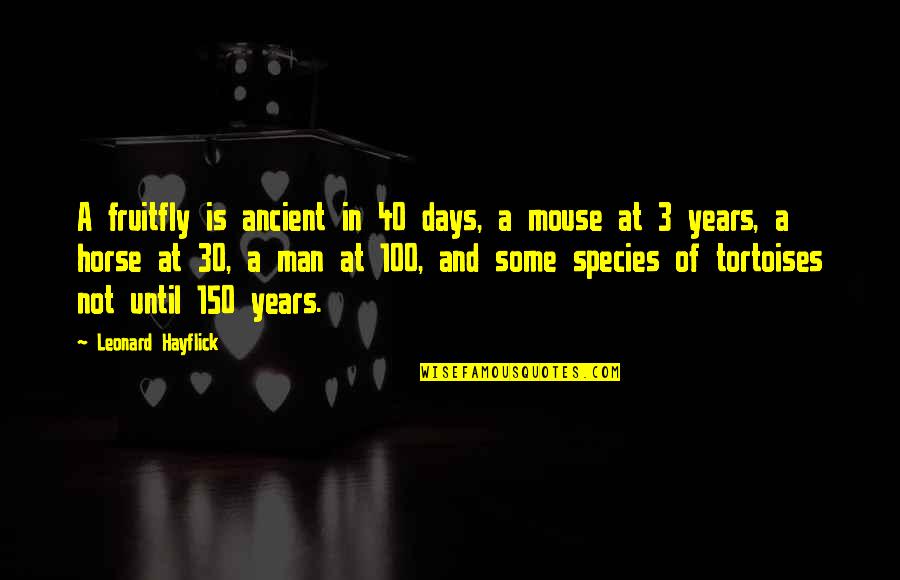 Tortoises Quotes By Leonard Hayflick: A fruitfly is ancient in 40 days, a Tortoises Quotes By Leonard Hayflick: A fruitfly is ancient in 40 days, a