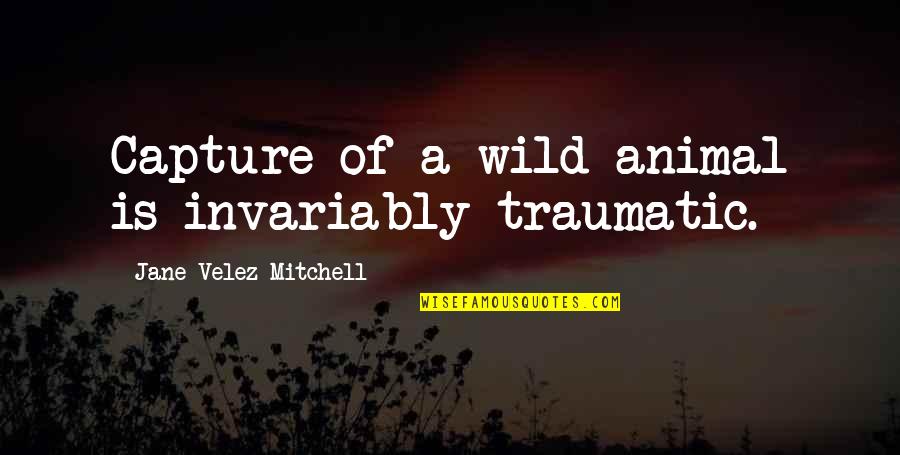 Traumatic Quotes By Jane Velez-Mitchell: Capture of a wild animal is invariably traumatic. Traumatic Quotes By Jane Velez-Mitchell: Capture of a wild animal is invariably traumatic.