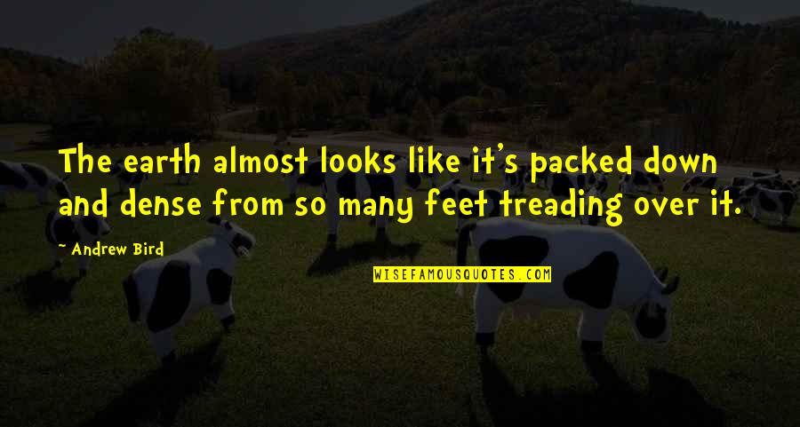 Treading Quotes By Andrew Bird: The earth almost looks like it's packed down Treading Quotes By Andrew Bird: The earth almost looks like it's packed down