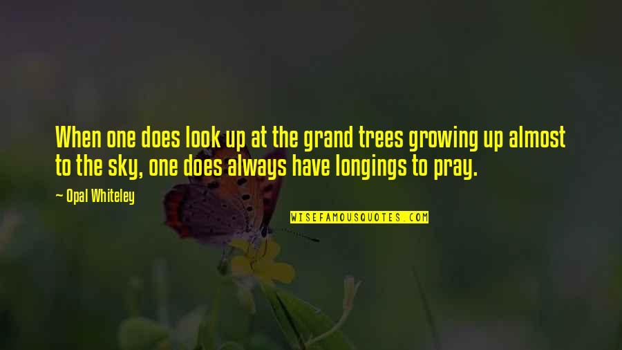 Tree Growing Quotes By Opal Whiteley: When one does look up at the grand