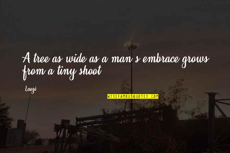 Tree That Grows Quotes By Laozi: A tree as wide as a man's embrace