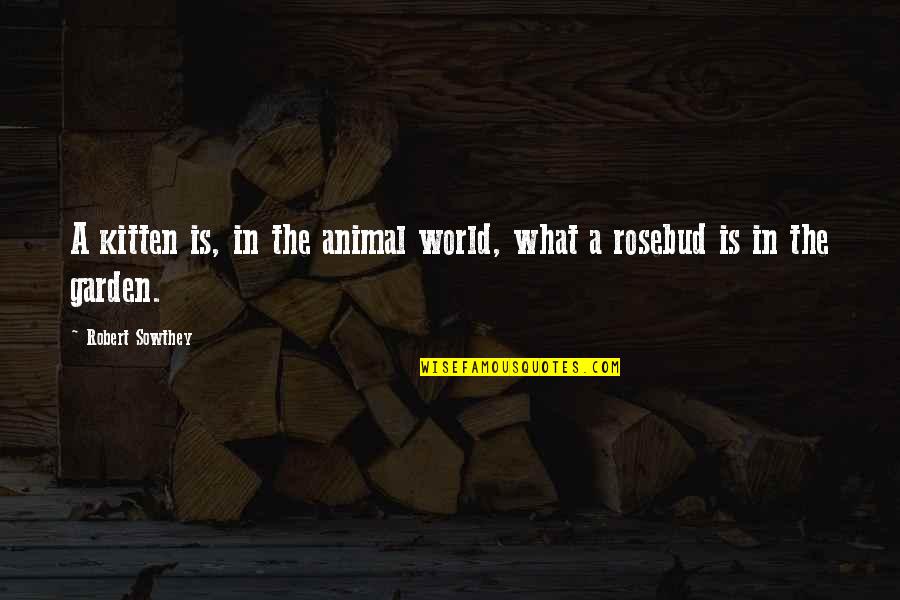 Trichy Quotes By Robert Sowthey: A kitten is, in the animal world, what