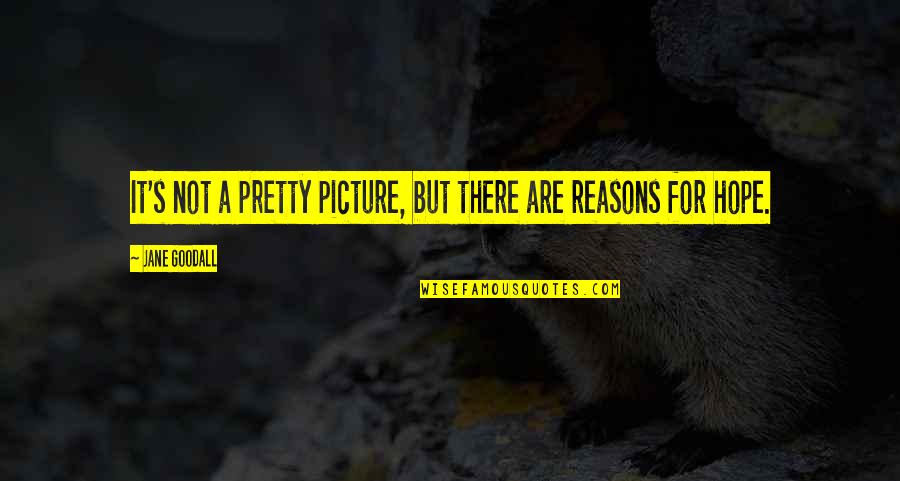 Tuccio Tuccio Quotes By Jane Goodall: It's not a pretty picture, but there are Tuccio Tuccio Quotes By Jane Goodall: It's not a pretty picture, but there are