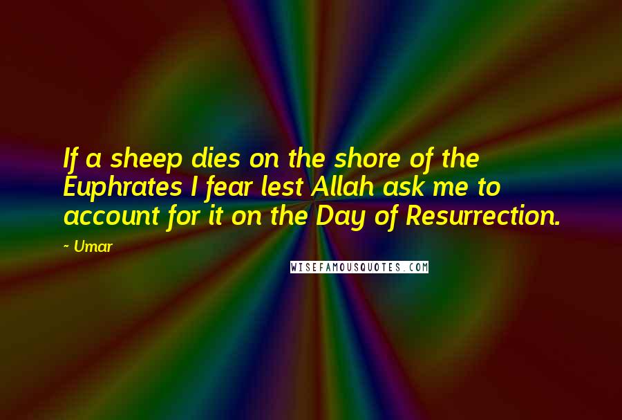 Umar quotes: If a sheep dies on the shore of the Euphrates I fear lest Allah ask me to account for it on the Day of Resurrection.