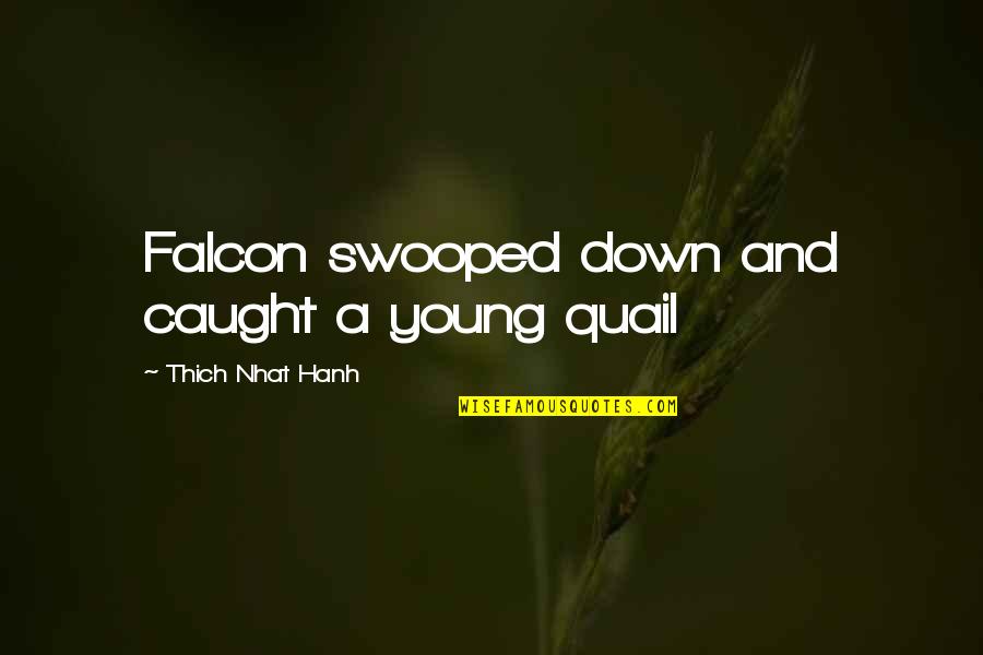 Unguents Quotes By Thich Nhat Hanh: Falcon swooped down and caught a young quail Unguents Quotes By Thich Nhat Hanh: Falcon swooped down and caught a young quail