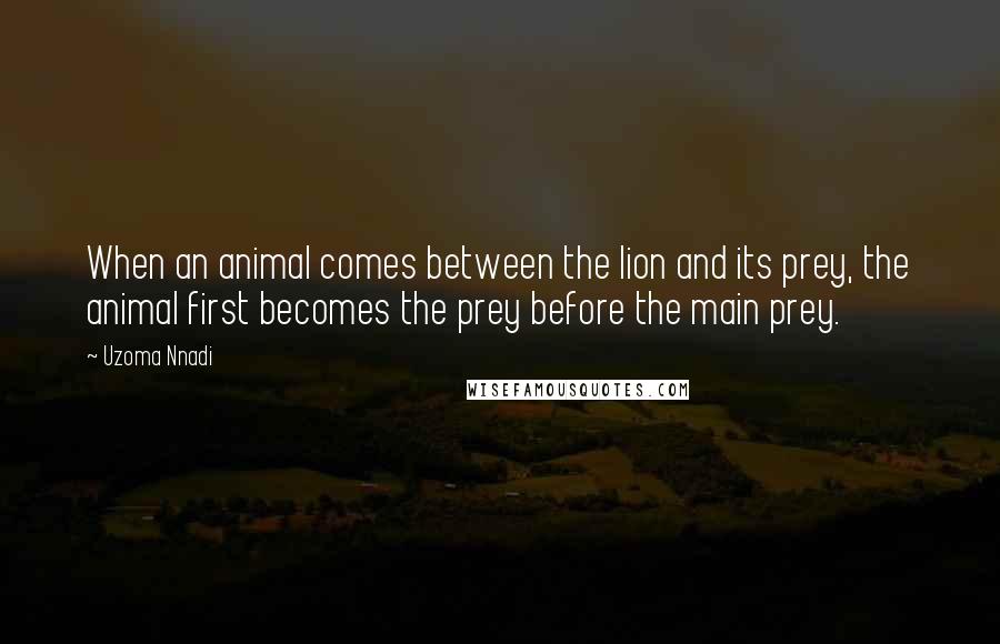 Uzoma Nnadi quotes: When an animal comes between the lion and its prey, the animal first becomes the prey before the main prey. Uzoma Nnadi quotes: When an animal comes between the lion and its prey, the animal first becomes the prey before the main prey.
