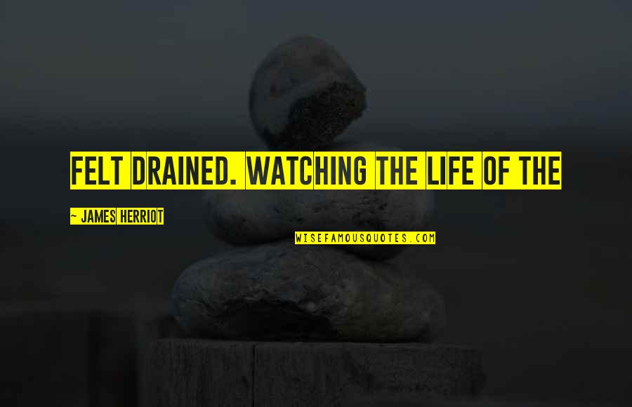 Vanderkloot Bungalow Quotes By James Herriot: Felt drained. Watching the life of the Vanderkloot Bungalow Quotes By James Herriot: Felt drained. Watching the life of the