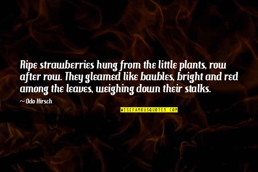 Varadyne Quotes By Odo Hirsch: Ripe strawberries hung from the little plants, row Varadyne Quotes By Odo Hirsch: Ripe strawberries hung from the little plants, row