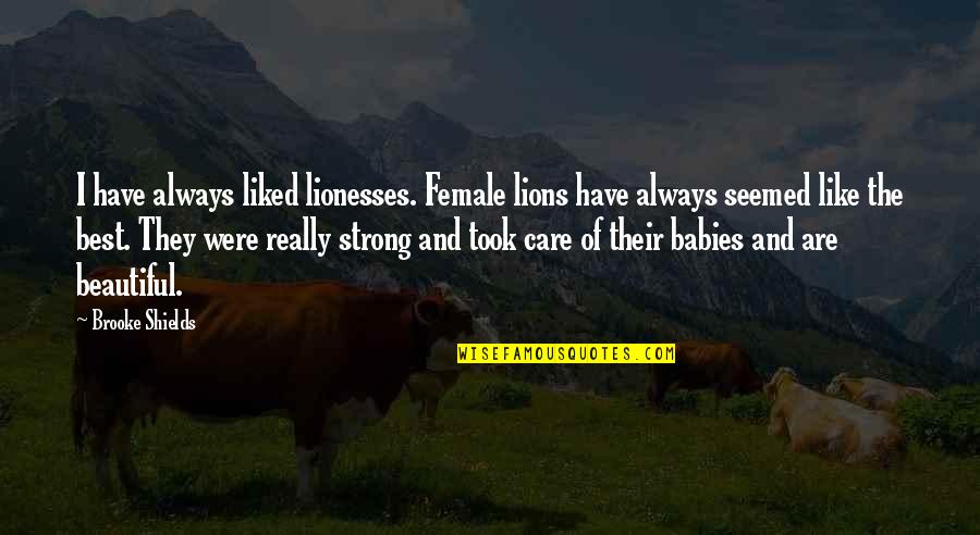 Vawaco Quotes By Brooke Shields: I have always liked lionesses. Female lions have Vawaco Quotes By Brooke Shields: I have always liked lionesses. Female lions have