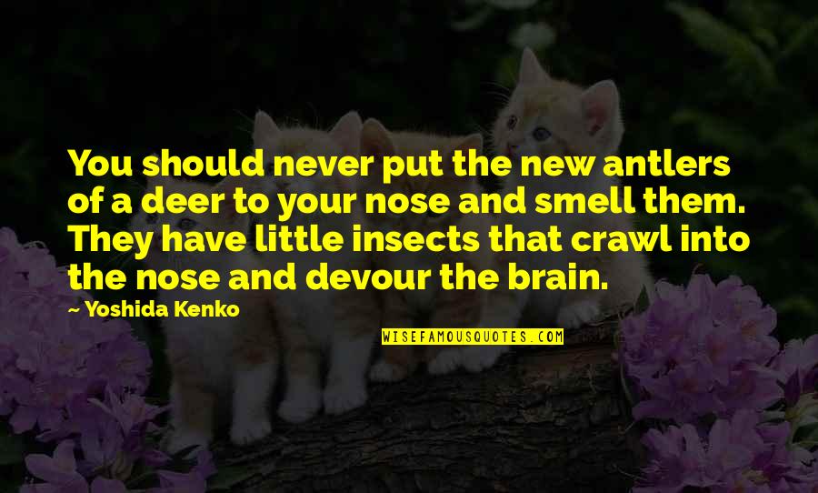 Virgindade Ainda Quotes By Yoshida Kenko: You should never put the new antlers of