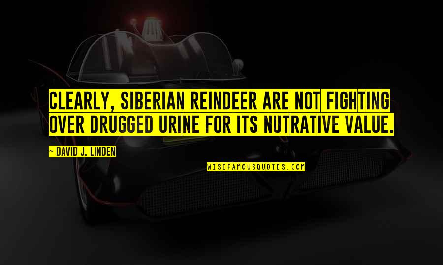 Vitolo Atletico Quotes By David J. Linden: Clearly, Siberian reindeer are not fighting over drugged