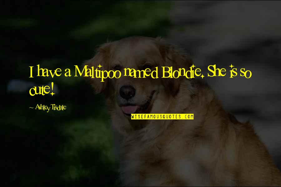 Voiceful Records Quotes By Ashley Tisdale: I have a Maltipoo named Blondie. She is Voiceful Records Quotes By Ashley Tisdale: I have a Maltipoo named Blondie. She is