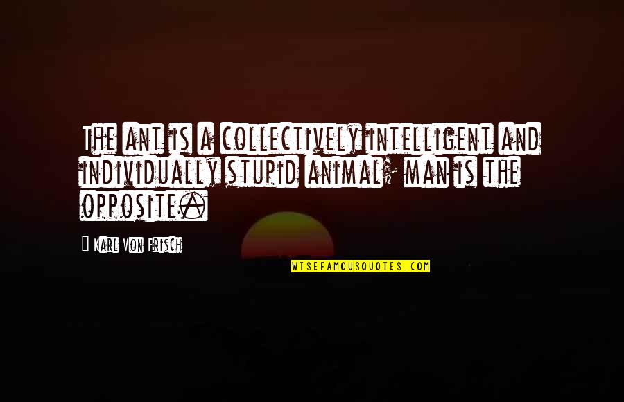 Von Frisch Quotes By Karl Von Frisch: The ant is a collectively intelligent and individually Von Frisch Quotes By Karl Von Frisch: The ant is a collectively intelligent and individually