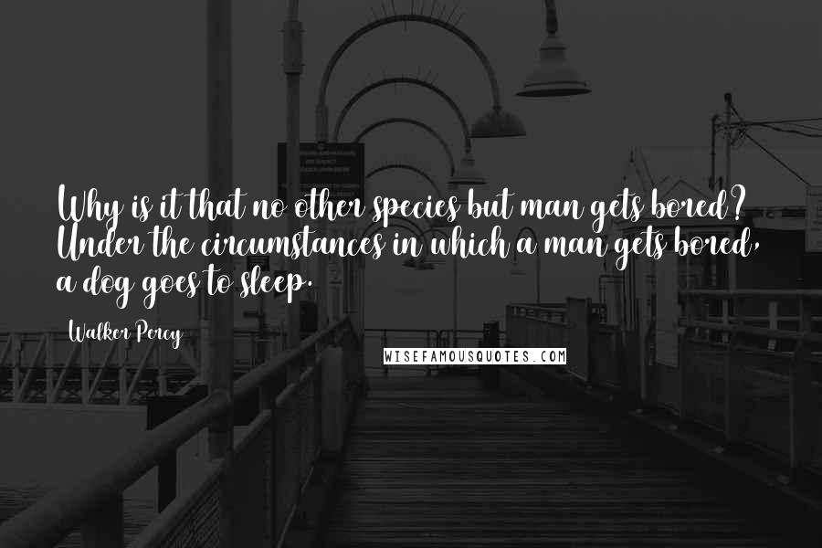 Walker Percy quotes: Why is it that no other species but man gets bored? Under the circumstances in which a man gets bored, a dog goes to sleep.