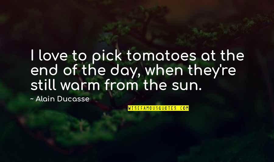 Warm Day Quotes By Alain Ducasse: I love to pick tomatoes at the end