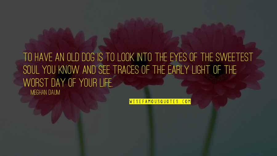 Watzis Quotes By Meghan Daum: To have an old dog is to look Watzis Quotes By Meghan Daum: To have an old dog is to look