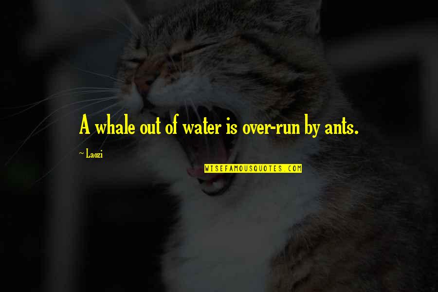 Whale Quotes By Laozi: A whale out of water is over-run by