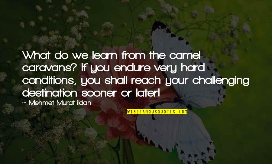What We Learn Quotes By Mehmet Murat Ildan: What do we learn from the camel caravans?