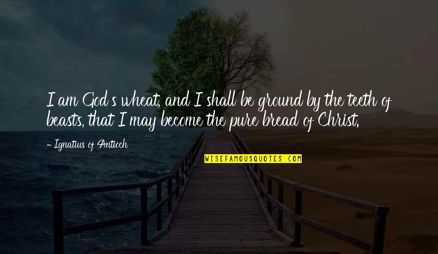 Wheat Quotes By Ignatius Of Antioch: I am God's wheat, and I shall be Wheat Quotes By Ignatius Of Antioch: I am God's wheat, and I shall be