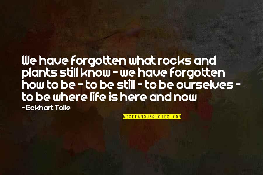 Where Is Here Quotes By Eckhart Tolle: We have forgotten what rocks and plants still