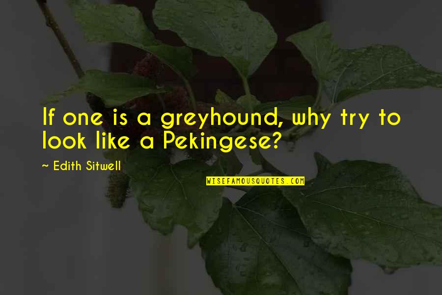 Why Am I The Only One Trying Quotes By Edith Sitwell: If one is a greyhound, why try to