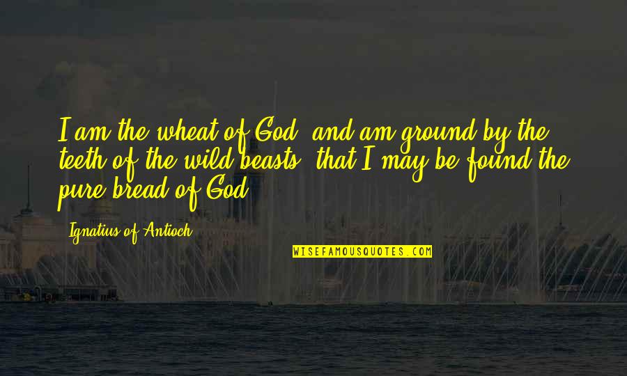 Wild Is Pure Quotes By Ignatius Of Antioch: I am the wheat of God, and am