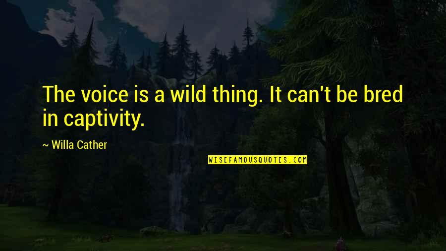 Wild Thing Quotes By Willa Cather: The voice is a wild thing. It can't