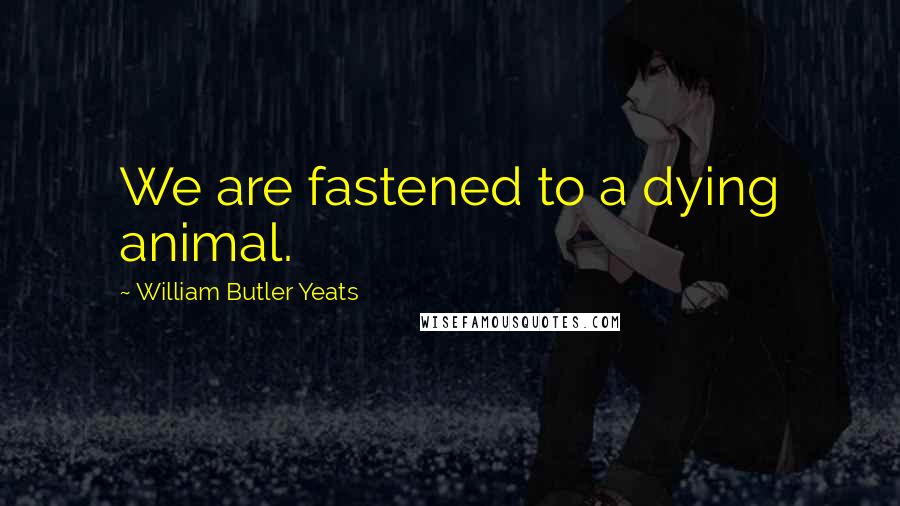 William Butler Yeats quotes: We are fastened to a dying animal.