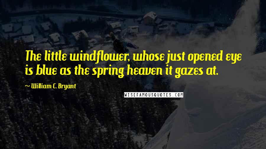 William C. Bryant quotes: The little windflower, whose just opened eye is blue as the spring heaven it gazes at.