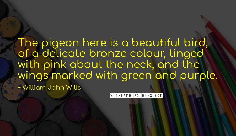 William John Wills quotes: The pigeon here is a beautiful bird, of a delicate bronze colour, tinged with pink about the neck, and the wings marked with green and purple. William John Wills quotes: The pigeon here is a beautiful bird, of a delicate bronze colour, tinged with pink about the neck, and the wings marked with green and purple.