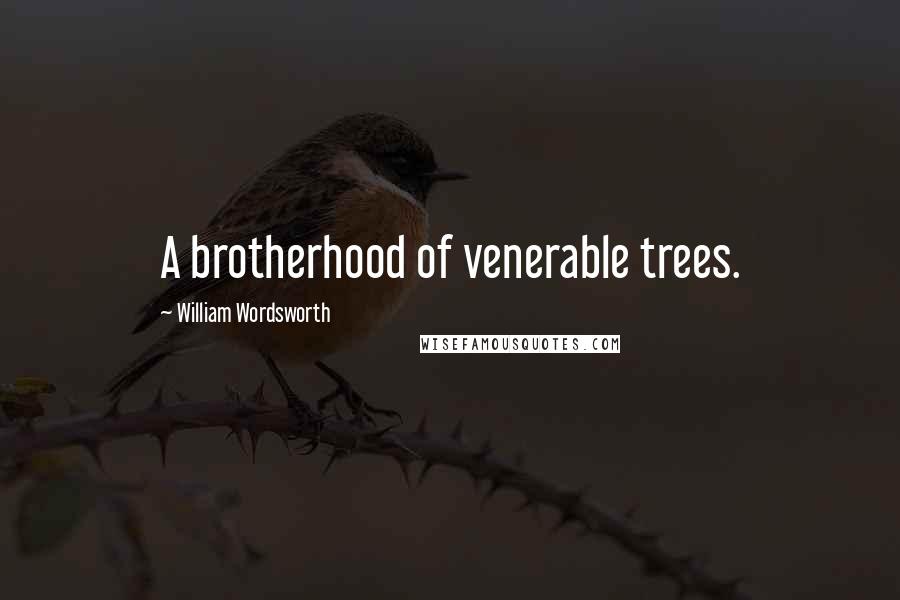 William Wordsworth quotes: A brotherhood of venerable trees.