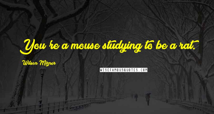 Wilson Mizner quotes: You're a mouse studying to be a rat.