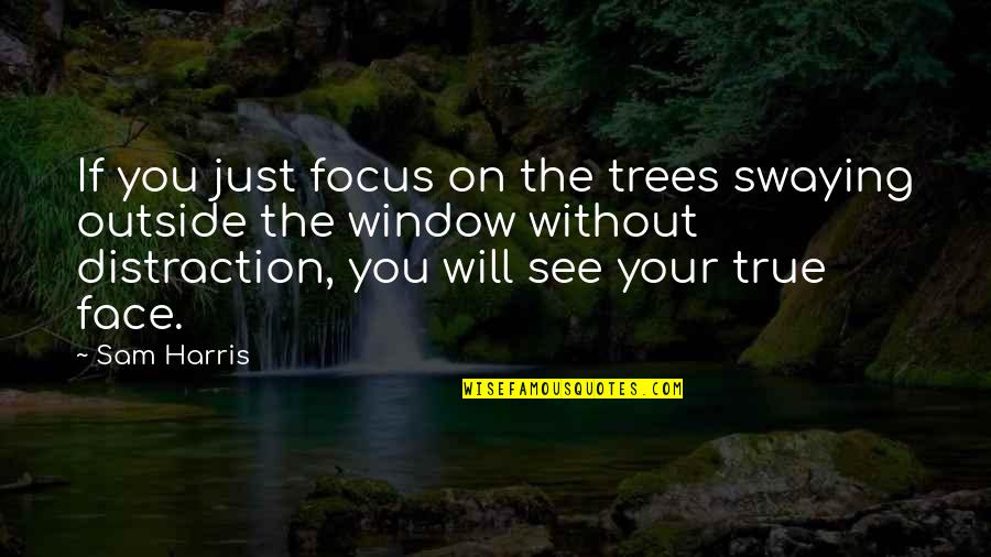Winnie The Pooh Bear Quotes By Sam Harris: If you just focus on the trees swaying Winnie The Pooh Bear Quotes By Sam Harris: If you just focus on the trees swaying