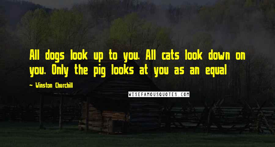 Winston Churchill quotes: All dogs look up to you. All cats look down on you. Only the pig looks at you as an equal