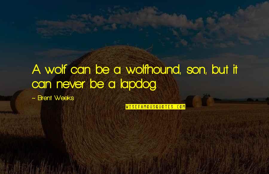 Wolfhound Quotes By Brent Weeks: A wolf can be a wolfhound, son, but