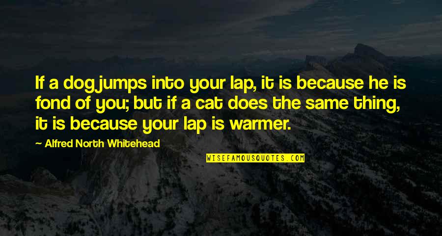 Yalnzz Quotes By Alfred North Whitehead: If a dog jumps into your lap, it