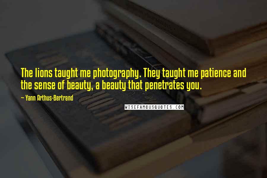 Yann Arthus-Bertrand quotes: The lions taught me photography. They taught me patience and the sense of beauty, a beauty that penetrates you.