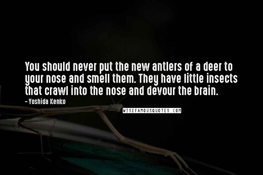 Yoshida Kenko quotes: You should never put the new antlers of a deer to your nose and smell them. They have little insects that crawl into the nose and devour the brain. Yoshida Kenko quotes: You should never put the new antlers of a deer to your nose and smell them. They have little insects that crawl into the nose and devour the brain.