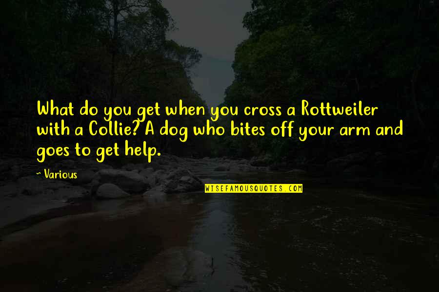 You And Your Dog Quotes By Various: What do you get when you cross a