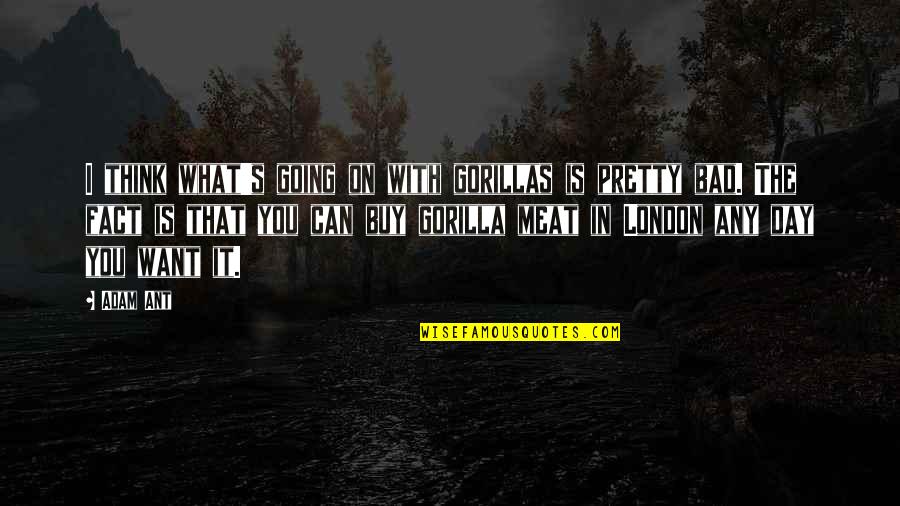 You Can Buy Quotes By Adam Ant: I think what's going on with gorillas is You Can Buy Quotes By Adam Ant: I think what's going on with gorillas is