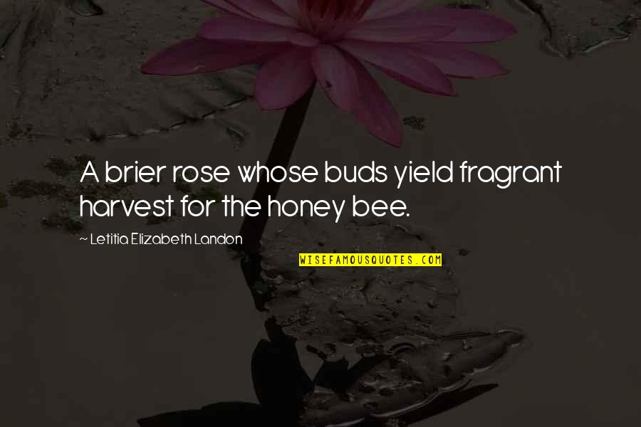 Zambada Niebla Quotes By Letitia Elizabeth Landon: A brier rose whose buds yield fragrant harvest