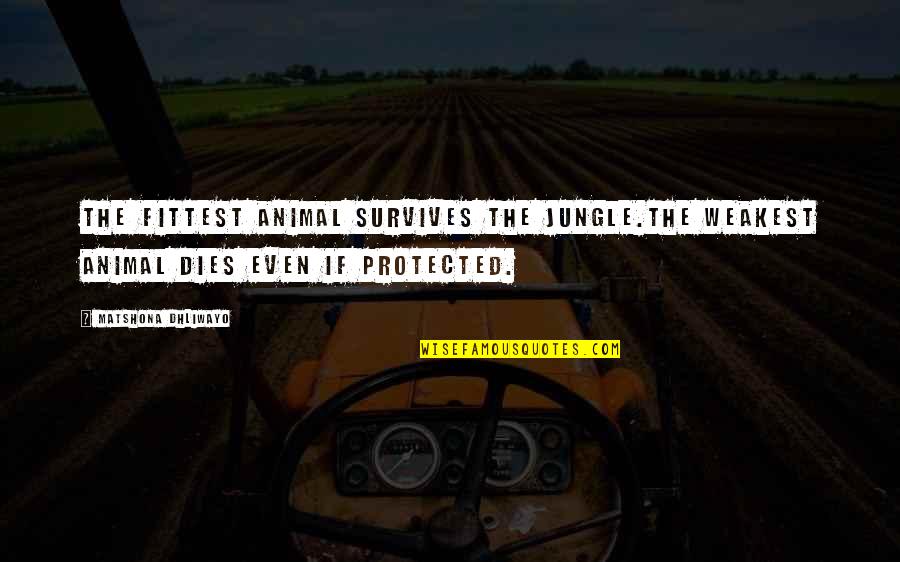 Zeljance Quotes By Matshona Dhliwayo: The fittest animal survives the jungle.The weakest animal