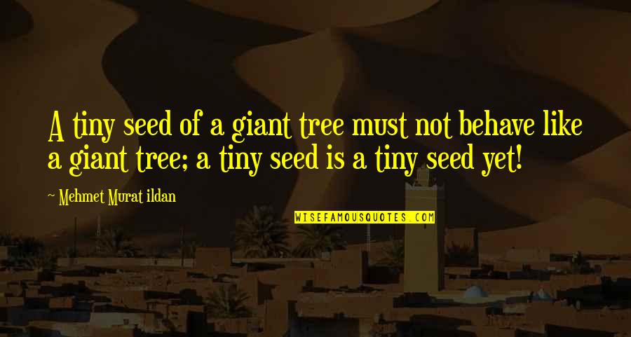 Zoveel Versus Quotes By Mehmet Murat Ildan: A tiny seed of a giant tree must