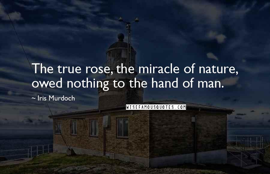 Iris Murdoch Quotes: The true rose, the miracle of nature, owed nothing to the hand of man.