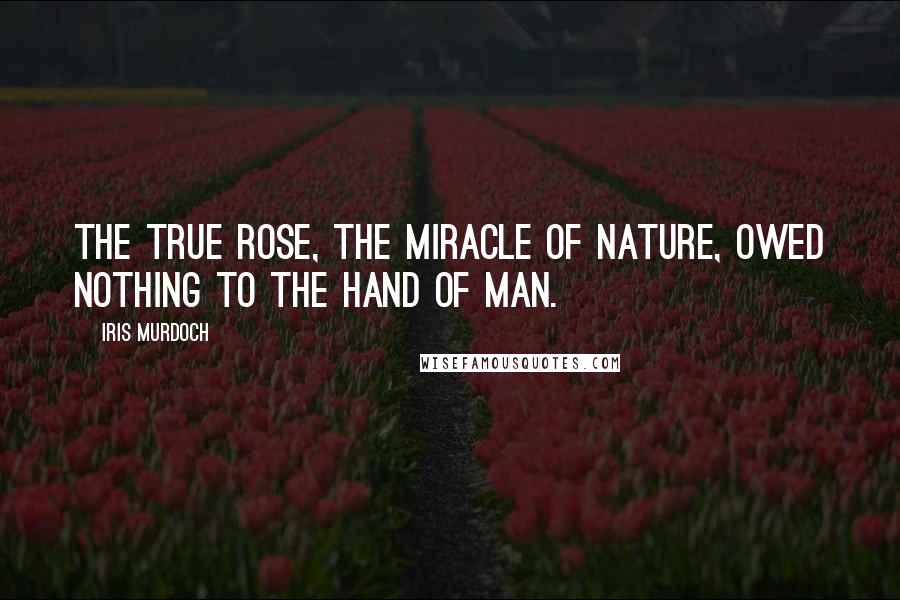 Iris Murdoch Quotes: The true rose, the miracle of nature, owed nothing to the hand of man.