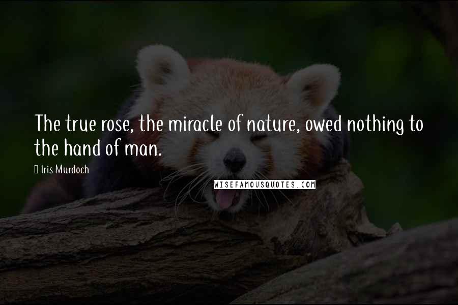 Iris Murdoch Quotes: The true rose, the miracle of nature, owed nothing to the hand of man.