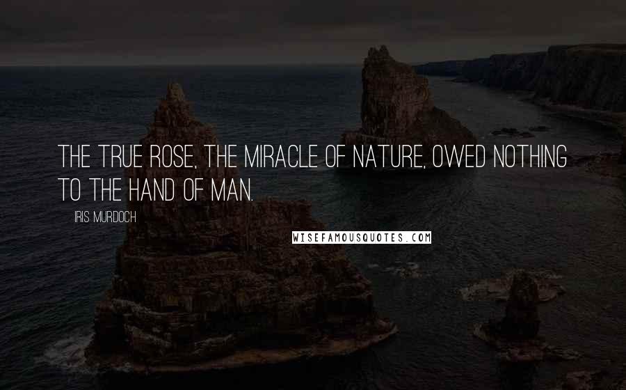 Iris Murdoch Quotes: The true rose, the miracle of nature, owed nothing to the hand of man.