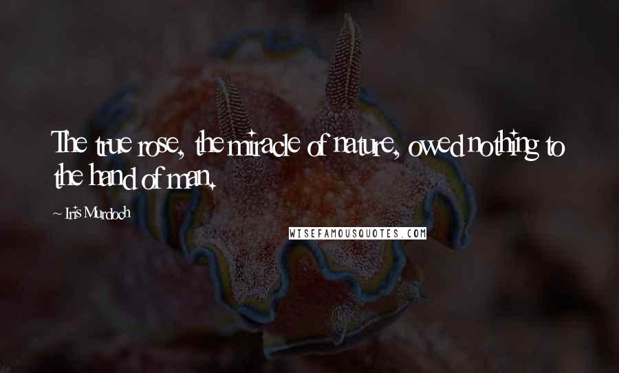 Iris Murdoch Quotes: The true rose, the miracle of nature, owed nothing to the hand of man.