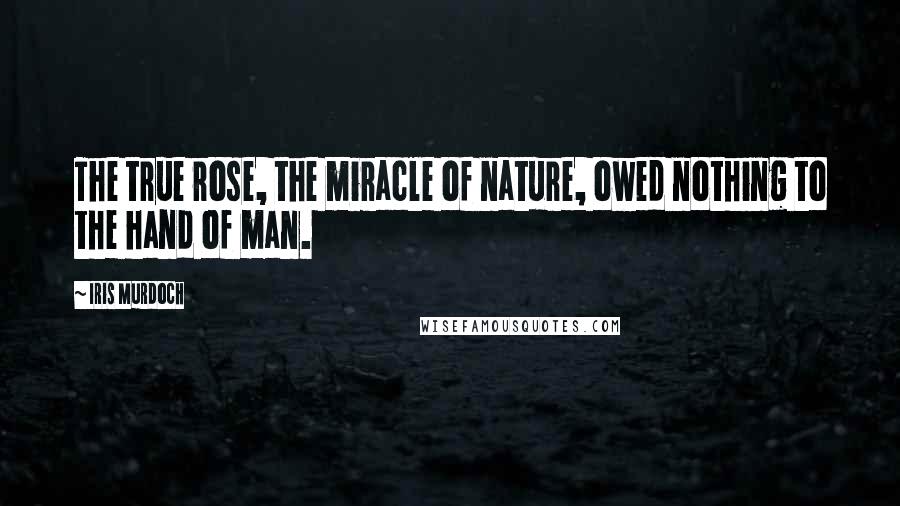 Iris Murdoch Quotes: The true rose, the miracle of nature, owed nothing to the hand of man.