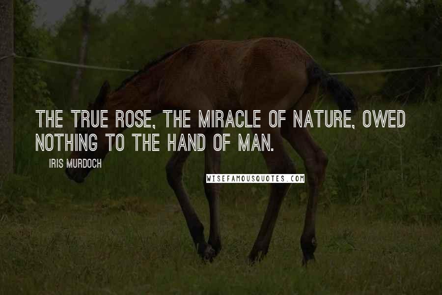 Iris Murdoch Quotes: The true rose, the miracle of nature, owed nothing to the hand of man.